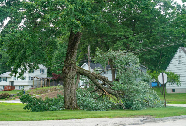 How Our Tree Care Process Works  in  Round Lake Park, IL